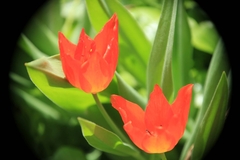 Tulipa