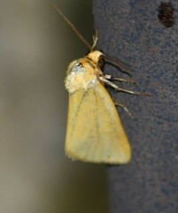 Eulithosia composita