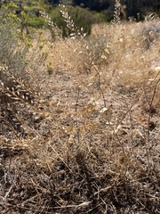 Lepidium perfoliatum