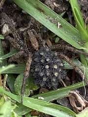 Lycosinae