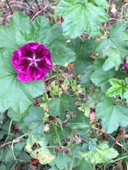 Malva sylvestris mauritiana