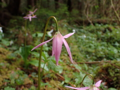Erythronium revolutum