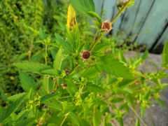 Malvaceae