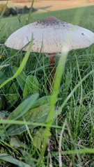 Macrolepiota procera