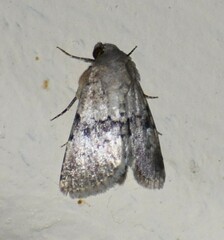 Properigea continens