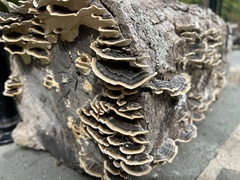 Trametes versicolor