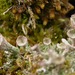 Cladonia chlorophaea - Photo (c) Annelie Burghause, algunos derechos reservados (CC BY-NC-SA)