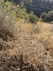Lepidium perfoliatum
