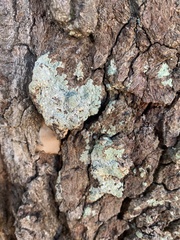 Physcia americana