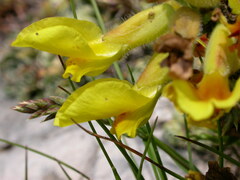 Chamaecytisus hirsutus