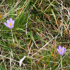 Crocus nudiflorus