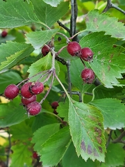 Crataegus submollis