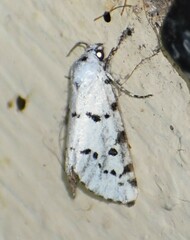 Grotella binda