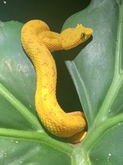 Bothriechis schlegelii