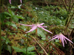Erythronium revolutum