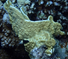 Millepora platyphylla