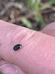 Diaperinae