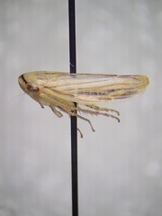 Athysanus