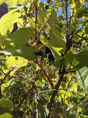 Vitis arizonica