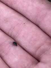 Diaperinae