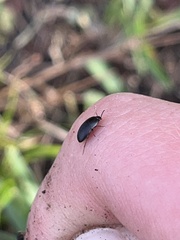 Diaperinae