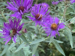 Agapostemon virescens