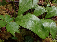 Erythronium revolutum