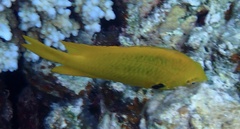 Pomacentrus sulfureus