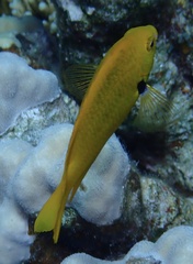 Pomacentrus sulfureus