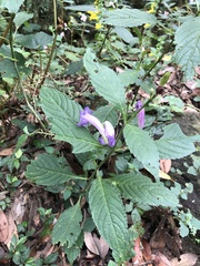 Strobilanthes formosana