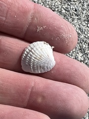 Chione elevata