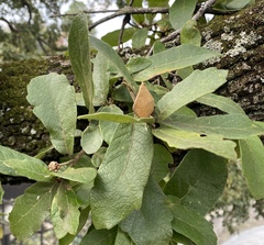 Quercus castanea