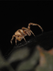 Araneus angulatus