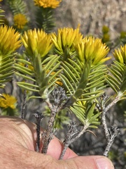 Pteronia fasciculata
