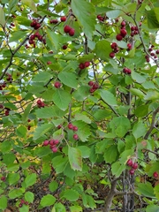 Crataegus submollis