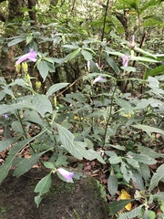 Strobilanthes formosana
