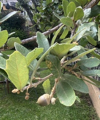 Quercus castanea