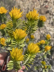 Pteronia fasciculata
