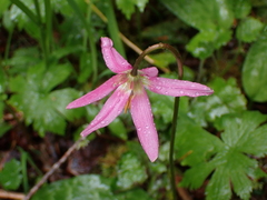 Erythronium revolutum