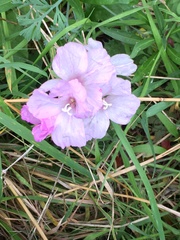 Clarkia amoena