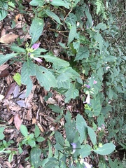 Strobilanthes formosana