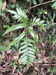 Angiopteris lygodiifolia