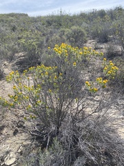Pteronia fasciculata
