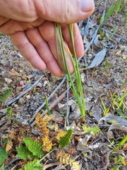 Bulbinella cauda-felis