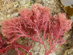 Sphaerococcus coronopifolius