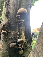 Auricularia nigricans