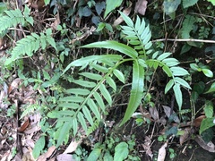 Angiopteris lygodiifolia
