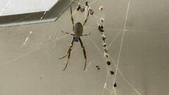 Trichonephila edulis