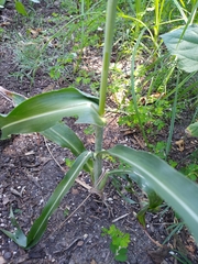 Sorghum bicolor