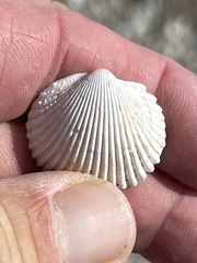 Cardiidae